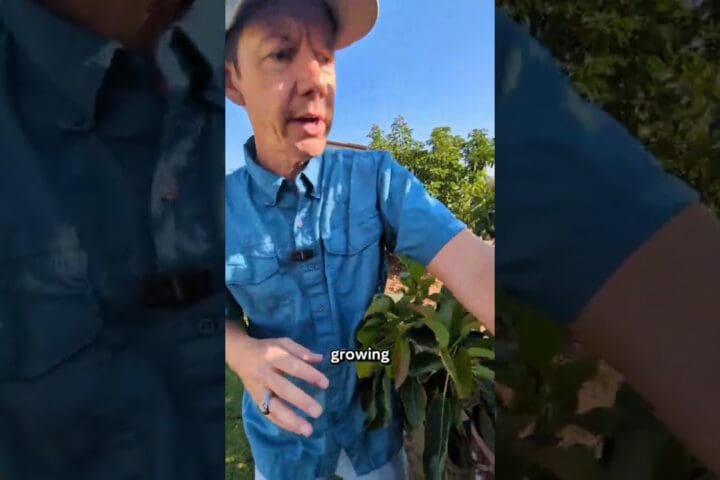 Avocado Tree Sunburn and Pruning Water Sprouts: How to Protect Grove Yields