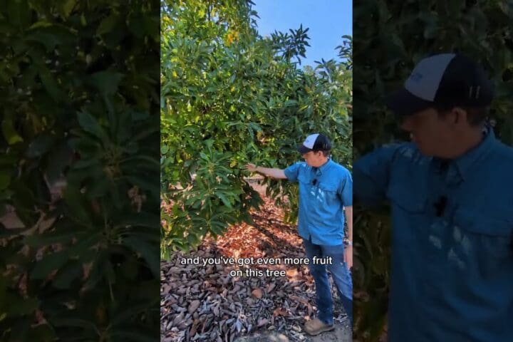How Long Until an Avocado Tree Produces Fruit?