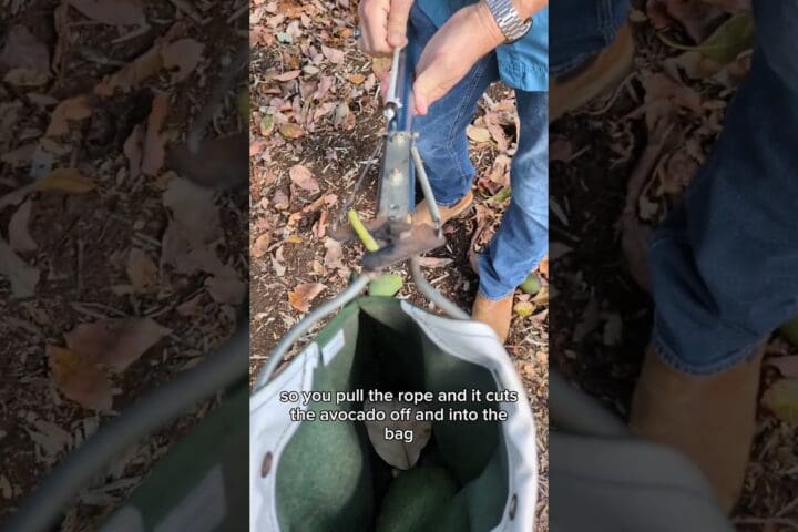 How We Pick Avocados from the Top of the Tree
