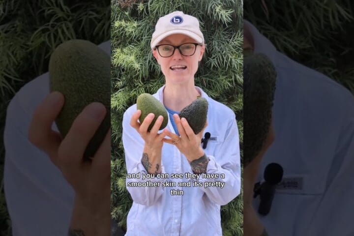 How to Choose, Ripen and Use Avocados