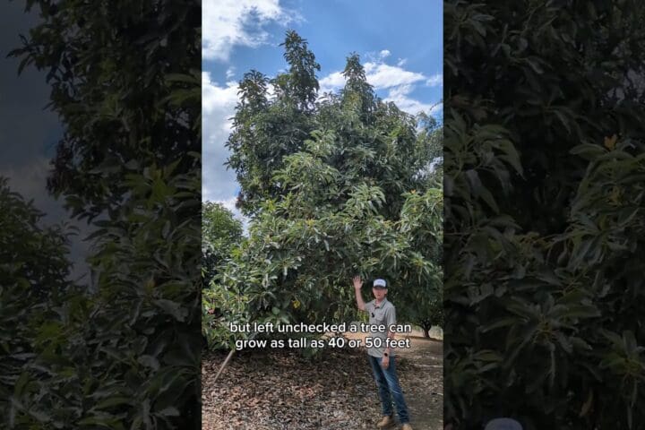 How to Grow Avocado Trees: A Grower’s Complete Guide